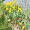 images/foto/tulipany_ako_v_Holansku.jpg
